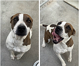 Dumplin' looking for a home