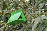 IDL begins expanded spongy moth trapping effort