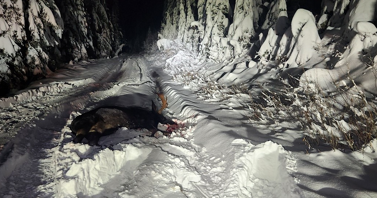 Kellogg man convicted in Kootenai County poaching case