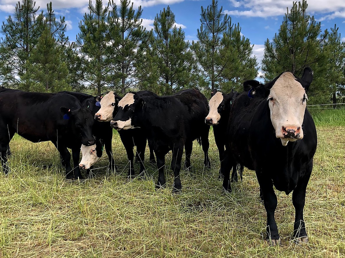 UI Extension hosting Ranching for Profit workshop | Bonner County Daily Bee