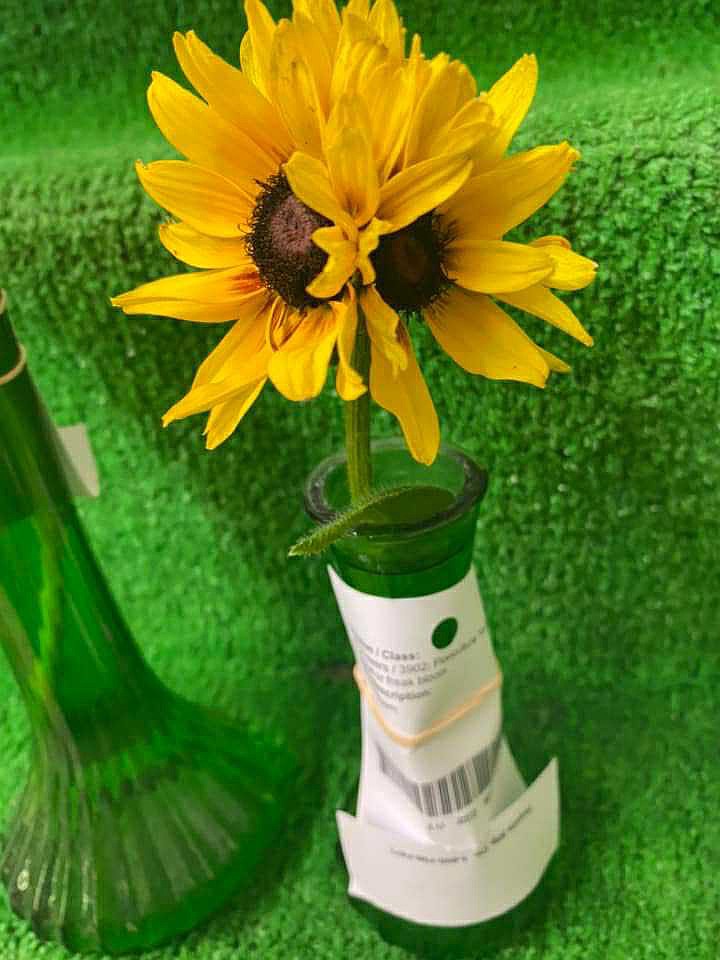 The Grant County Fair has a category for natural oddities like this multi-headed sunflower.