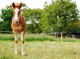 PET TALK When growing pains take the reins: Osteochondrosis in horses