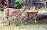 Injured deer and fawn