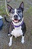 Dog rescue shelter marks a year in Mineral County
