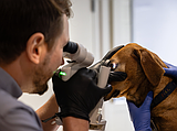 Five things to know about canine glaucoma as a pet owner
