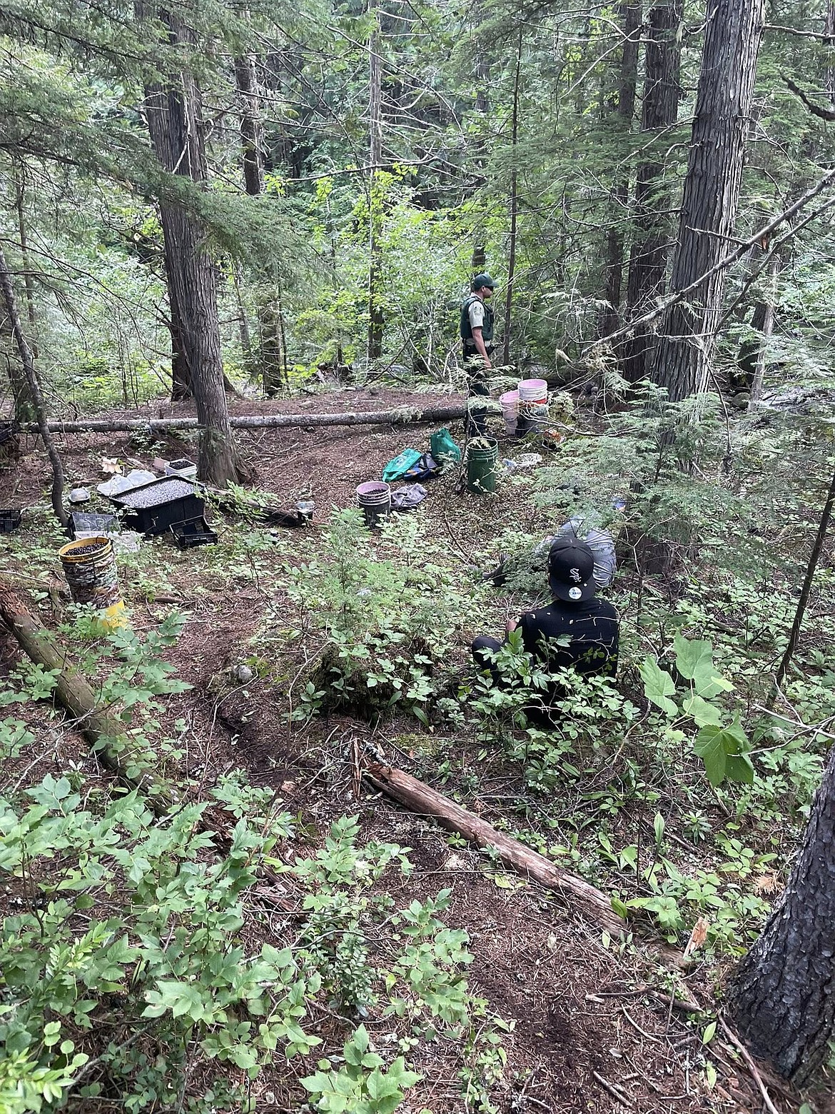 Law enforcement officials look over an area where more than 100 gallons of illegally harvested huckleberries were seized in a remote area of the Boundary County on July 24.