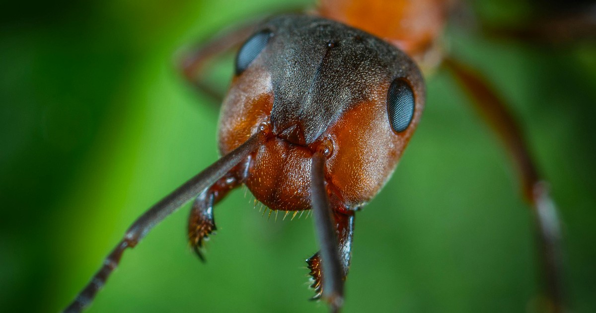 Hold up, humans. Ants figured out medicine, farming and engineering long before we did