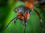Hold up, humans. Ants figured out medicine, farming and engineering long before we did