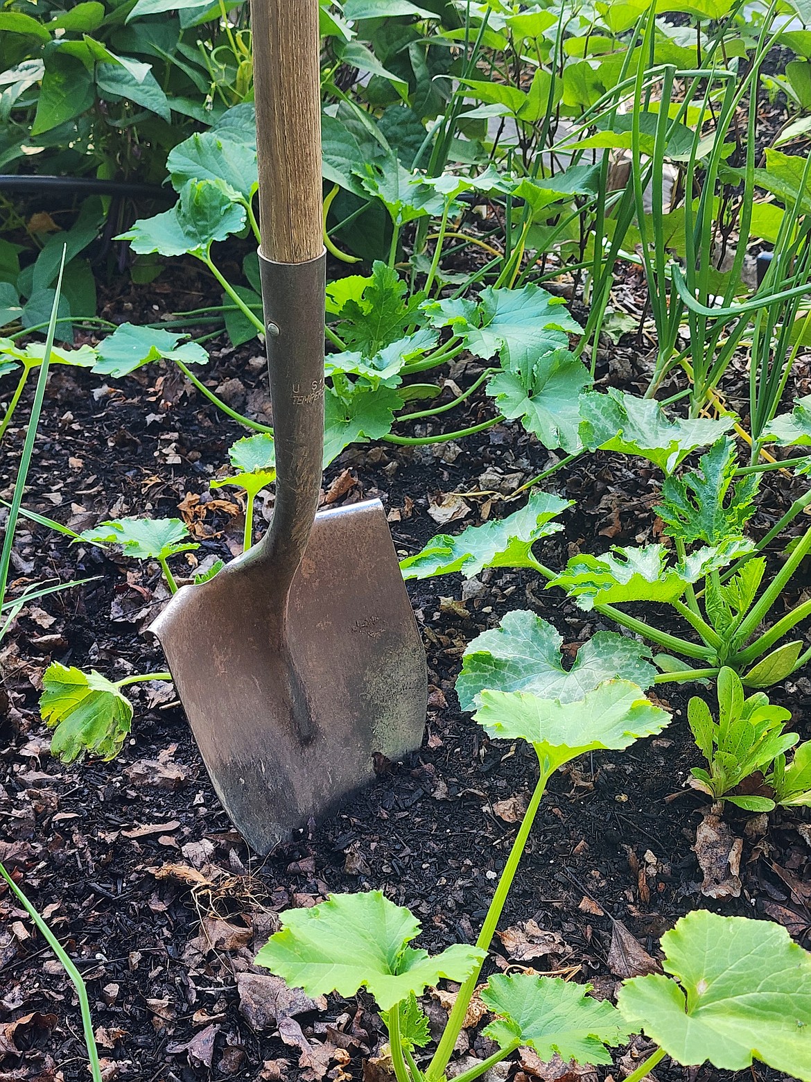 Which is Better for Soil Tilling Or Digging Garden: Expert Insights