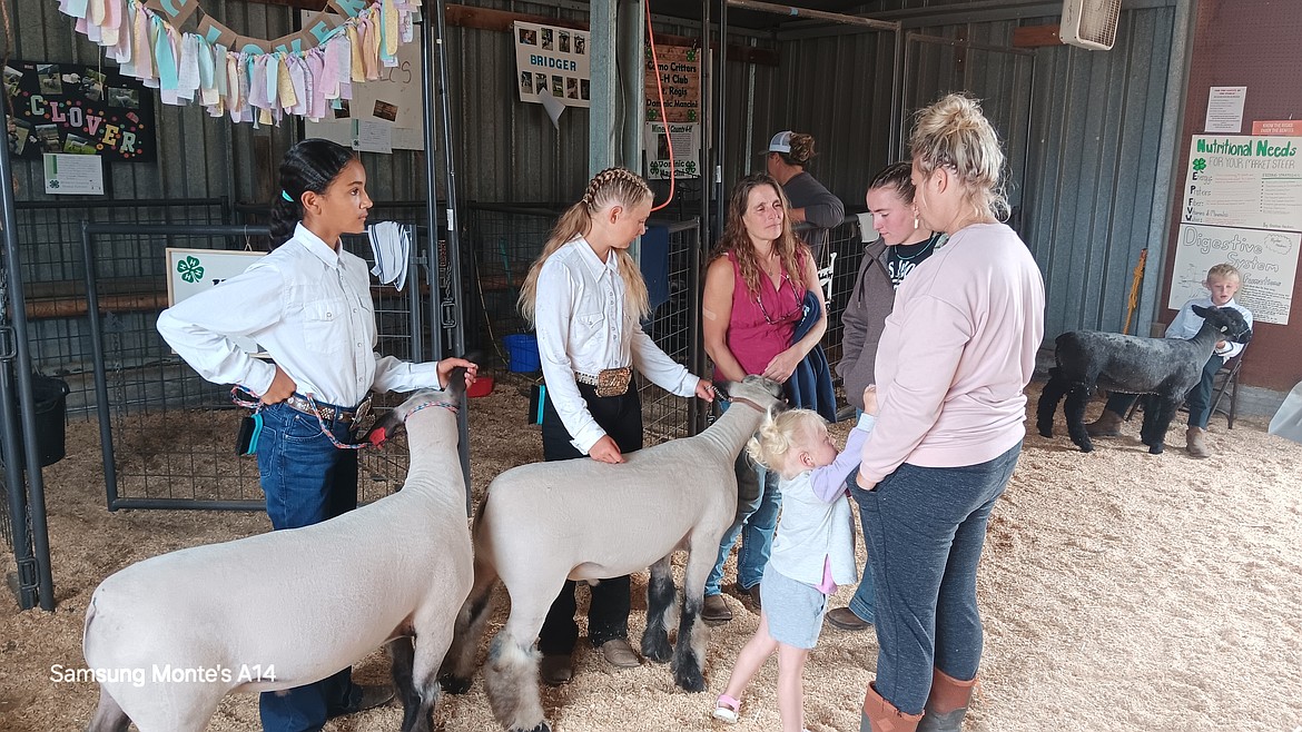 After the 4-H lambs were judged, they were taken back and regroomed for interested buyers at the auction on Saturday at 1 p.m. (Monte Turner/Mineral Independent)