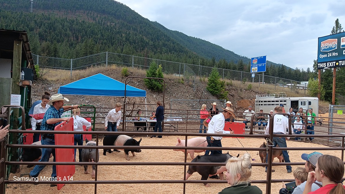 The hog showing had squealers of all kinds as the judging was difficult due to the quality of pork that was raised. (Monte Turner/Mineral Independent)