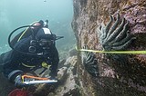 Scientists say they have solved the mystery of what killed more than 5 billion sea stars