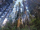 Two lawsuits, one forest: Round Star logging to continue, nearby Cyclone Bill Project sued