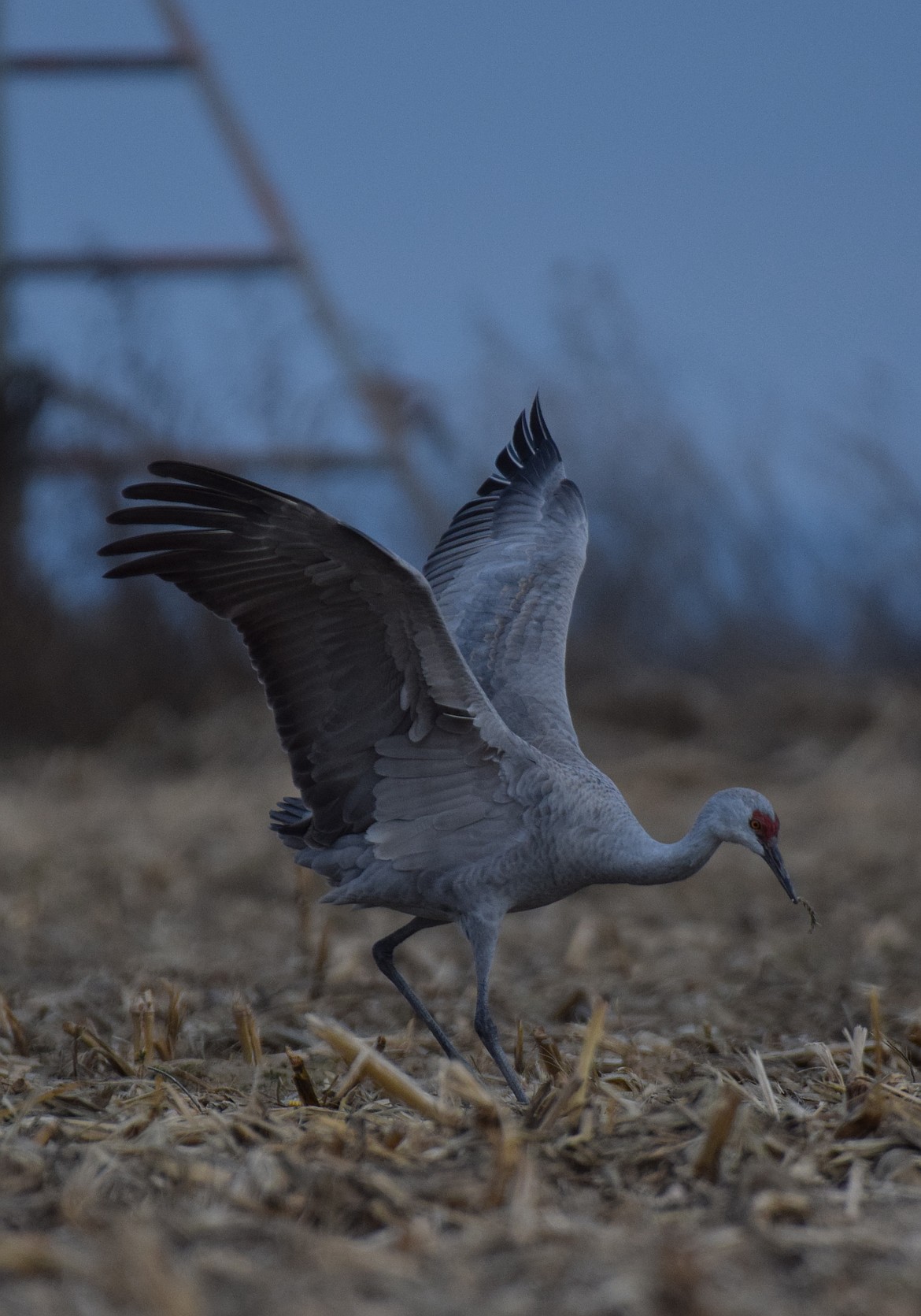 A photo of a sandhill crane in Connell was taken during the Sandhill Crane Festival earlier this year. According to the WDFW over 35,000 lesser sandhill cranes are a subspecies of sandhill crane. While the subspecies is not currently listed as endangered, it is a species of concern due to habitat reliance.