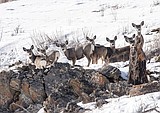 FWP using hundreds of cameras to count deer, elk
