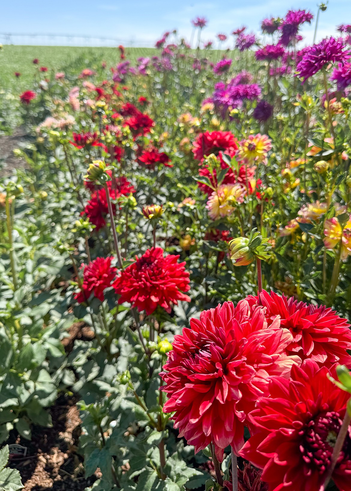 Part of the appeal of dahlias is the wide variety in sizes and colors, according to expert Lindsay Williams, who is the keynote speaker at the Columbia Basin Dahlia and Cut Flower Festival next month.
