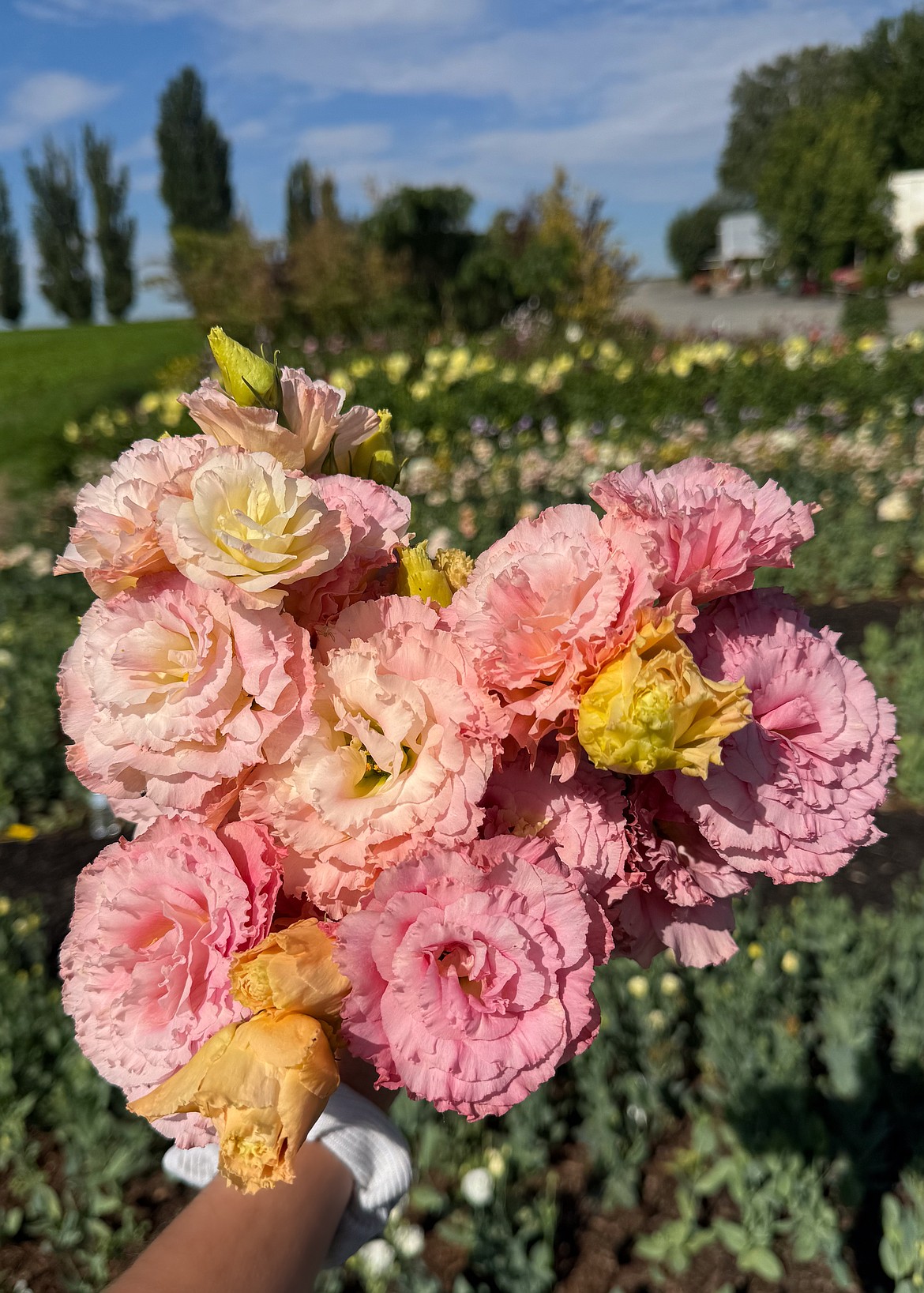 The Columbia Basin Dahlia and Cut Flower Festival Sept. 26-27 will include classes, crafts, wine and a bus tour of dahlia farms.
