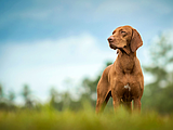 PET TALK Don’t go breaking my heart: Protecting pets from caval syndrome