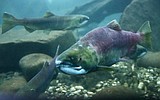 Idaho's first sockeye of the year arrived in late July, and what was once doubtful is now tradition