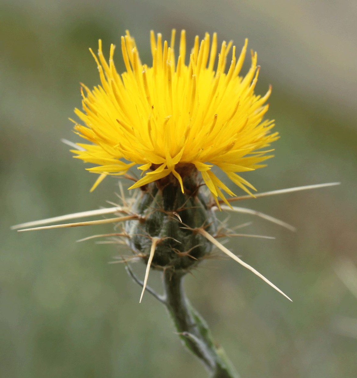 Yellow Starthistle is a weed recently added to the watchlist by the Grant County Weed board. The weed was first listed by the state in 1988 and is toxic to livestock with horses being the most effected.
