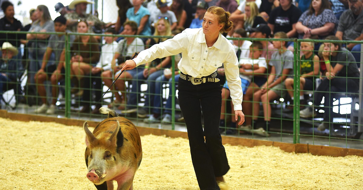 Kind of a pig deal: Competitors shine in pig showmanship at Northwest Montana Fair and Rodeo
