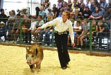 Kind of a pig deal: Competitors shine in pig showmanship at Northwest Montana Fair and Rodeo