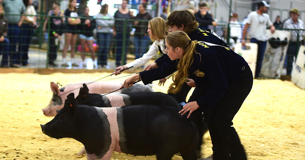 Market Livestock Sale supports youth at the Northwest Montana Fair ...