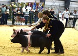 Market Livestock Sale supports youth at the Northwest Montana Fair