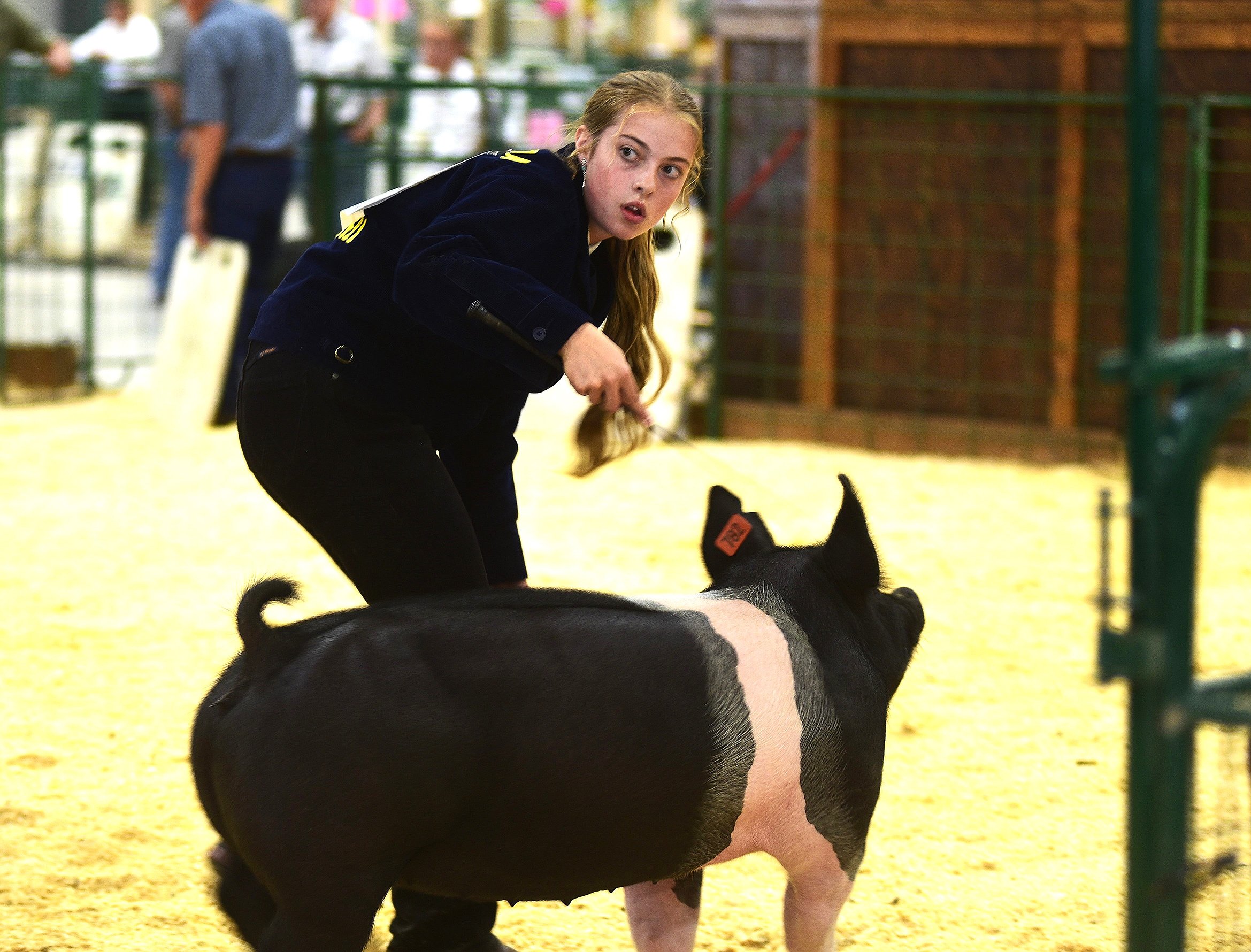0812_fair_pigs_3.JPG.2339x1780_q85_box-0