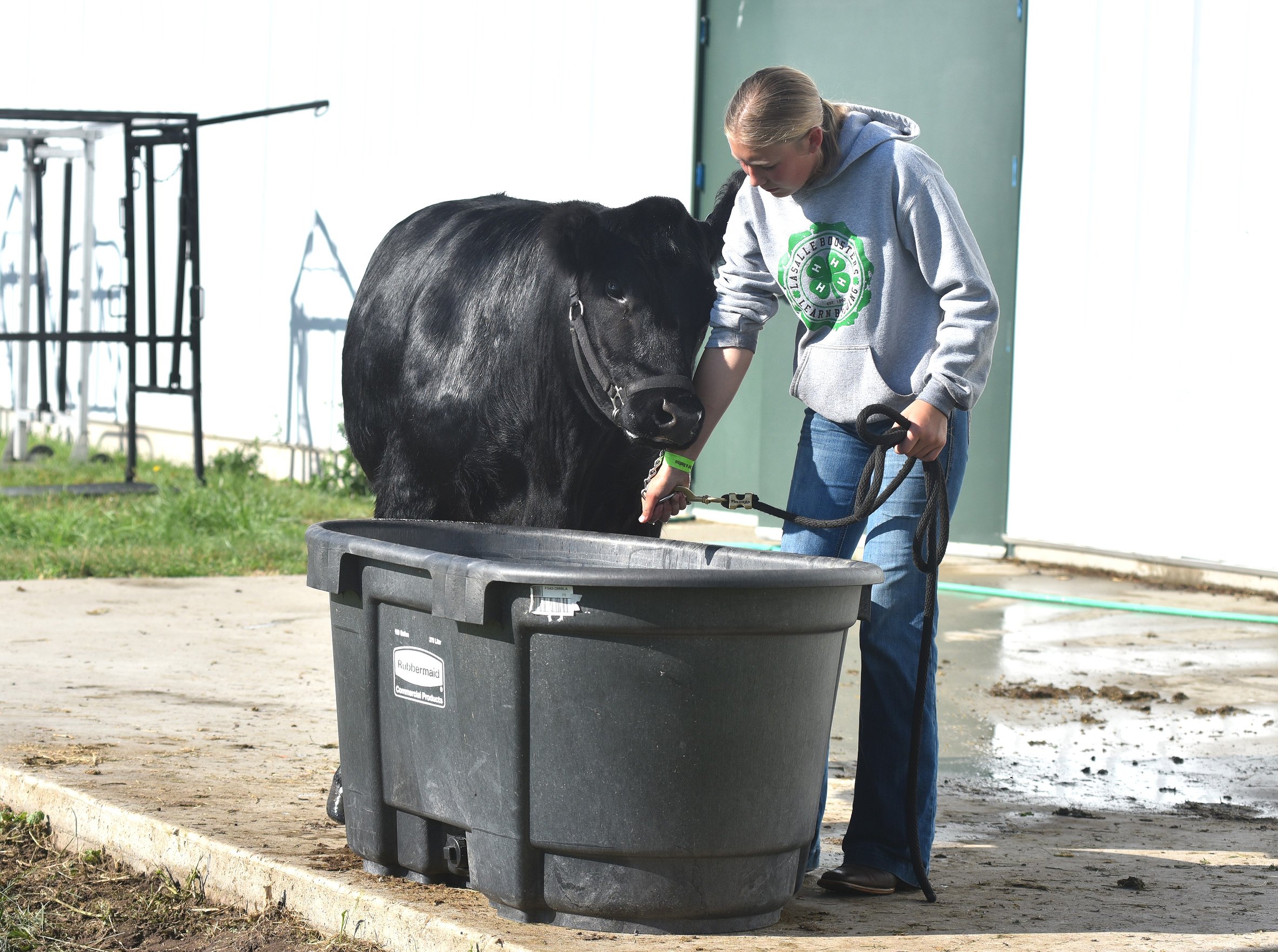 0812_fair_steer_1.JPG.2366x1763_q85_box-