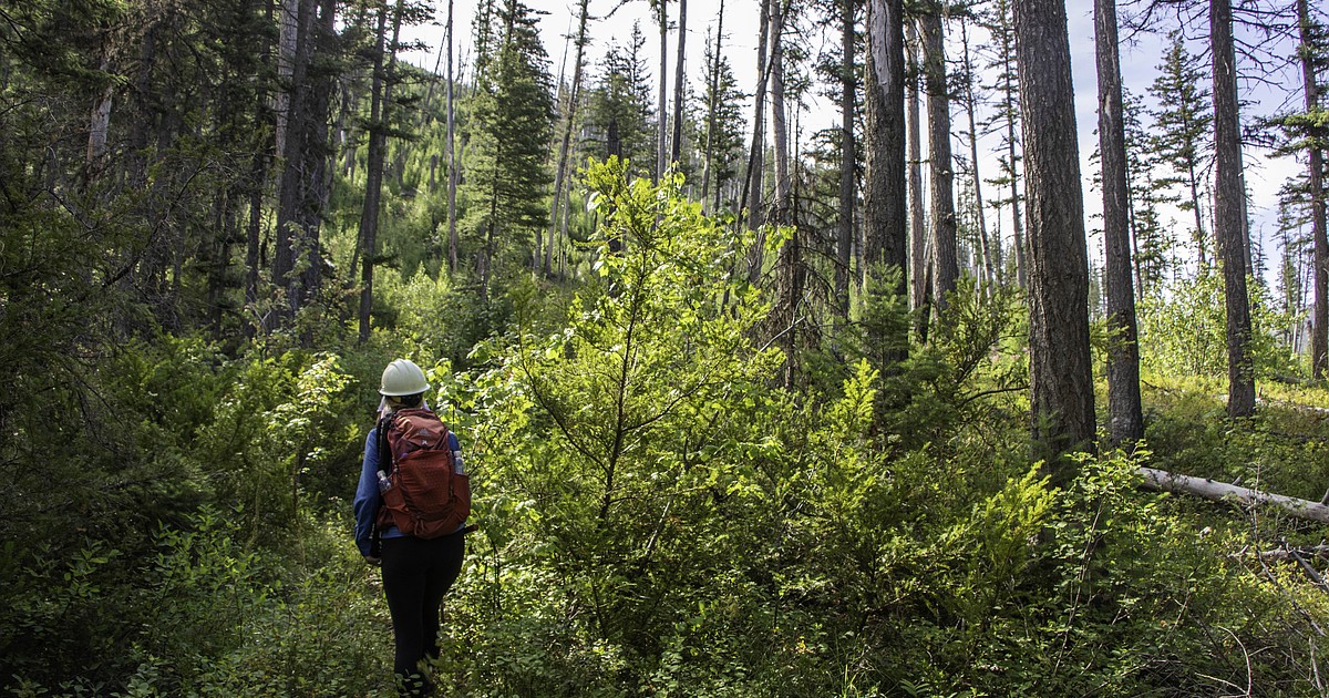Daines gains federal support to strip wilderness potential from Montana sites