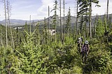 Why roadless areas matter for wilderness preservation