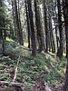 BLM holding timber sale on forest lands near Pinehurst