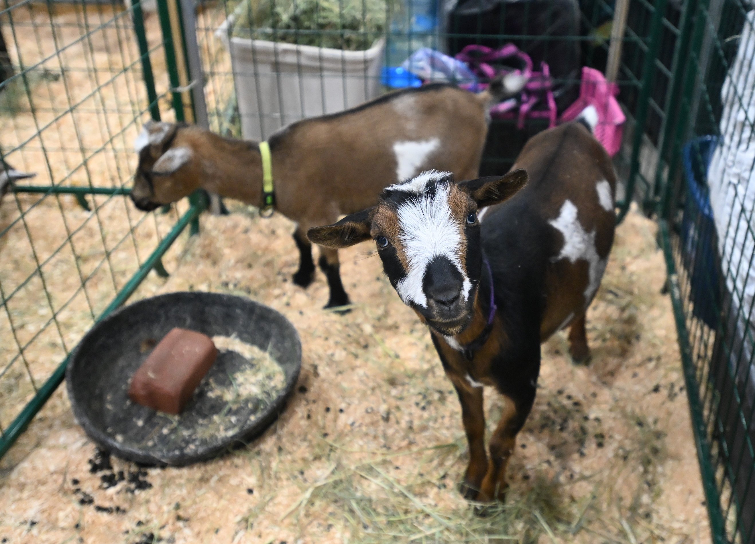 0813_fair_goat.JPG.2636x1898_q85_box-0%2