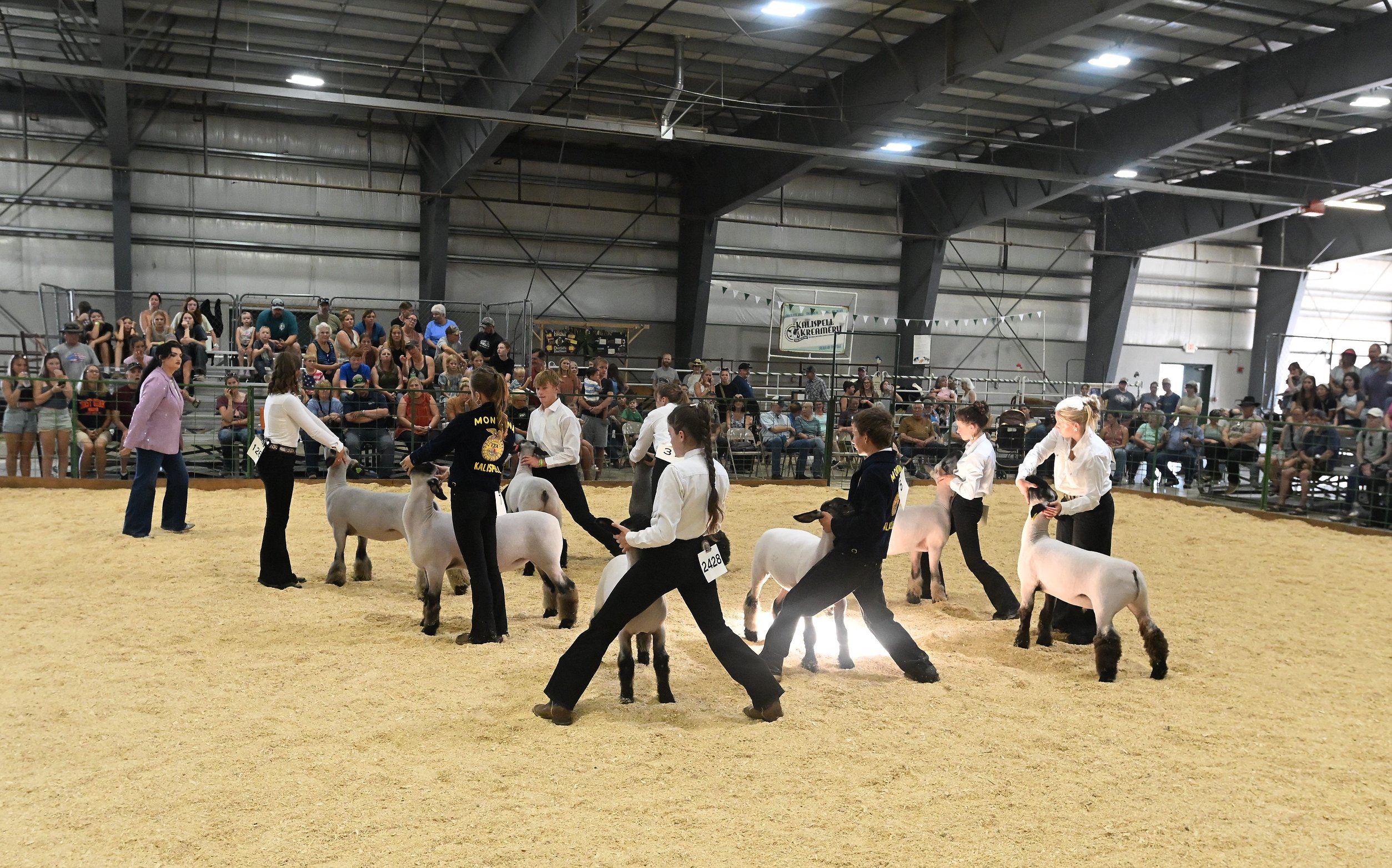 0813_fair_sheep_10.JPG.2507x1564_q85_box