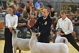All or mutton: Competitors shepherd their sheep at the Northwest Montana Fair and Rodeo