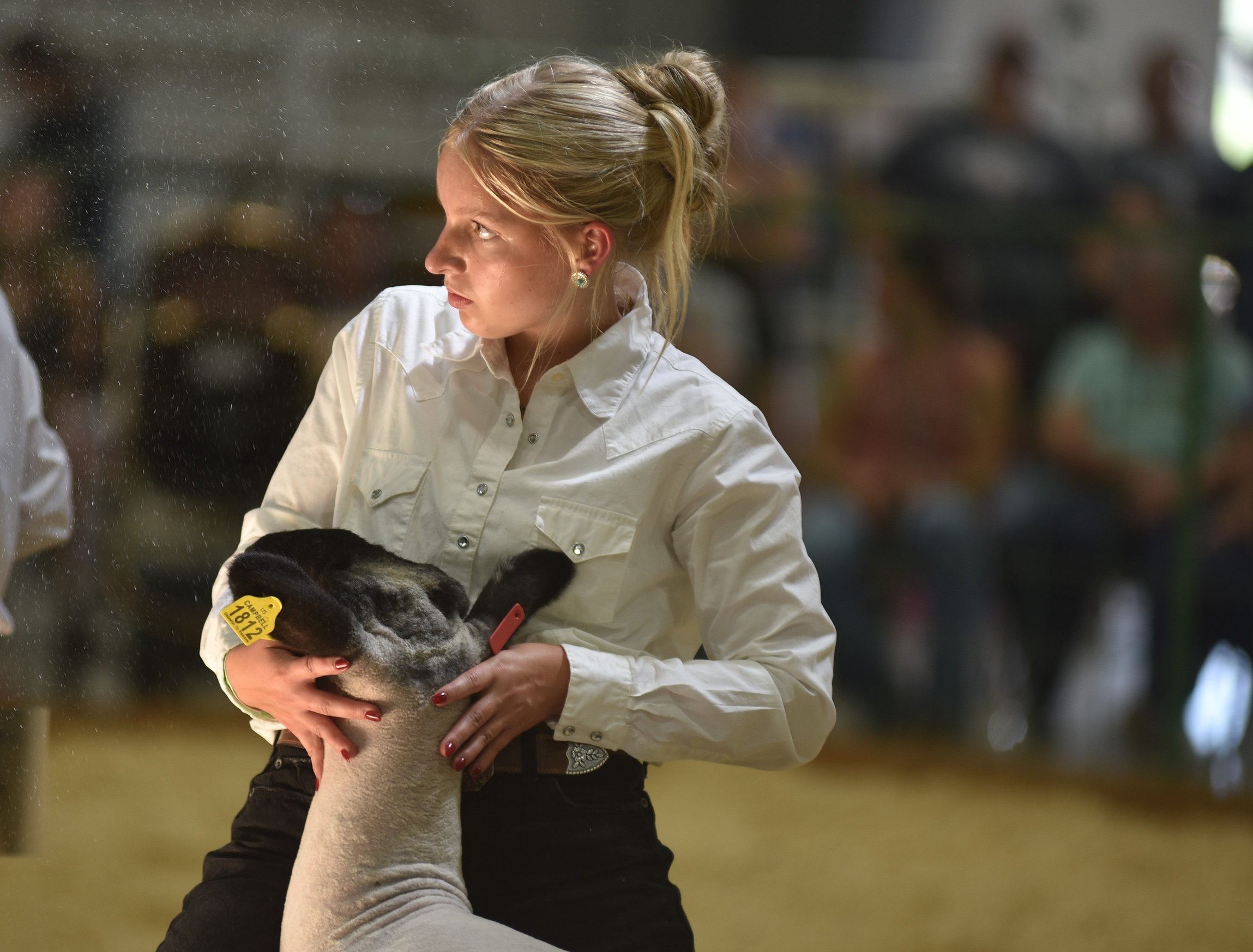 0813_fair_sheep_2.JPG.2298x1746_q85_box-