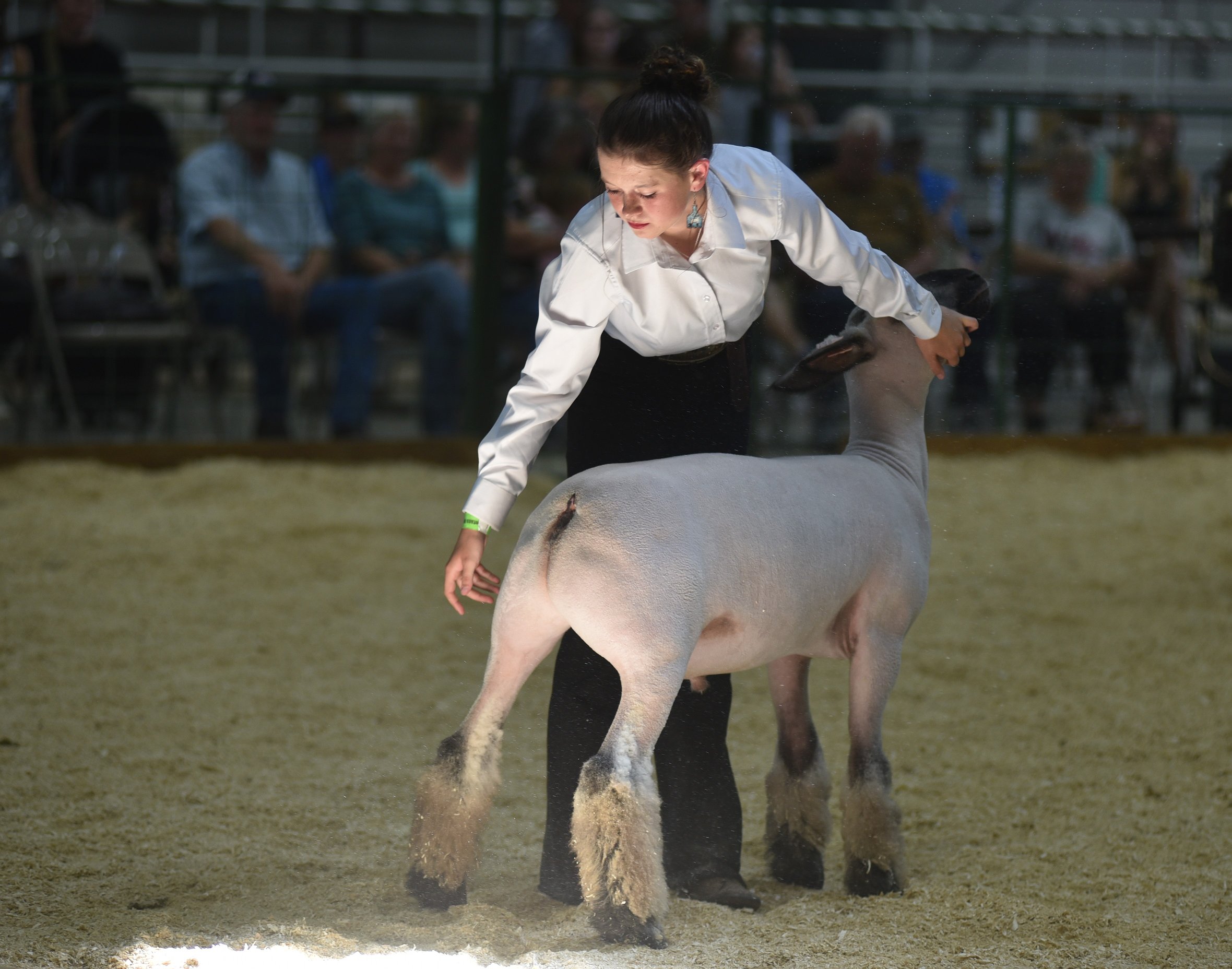 0813_fair_sheep_3.JPG.2360x1856_q85_box-