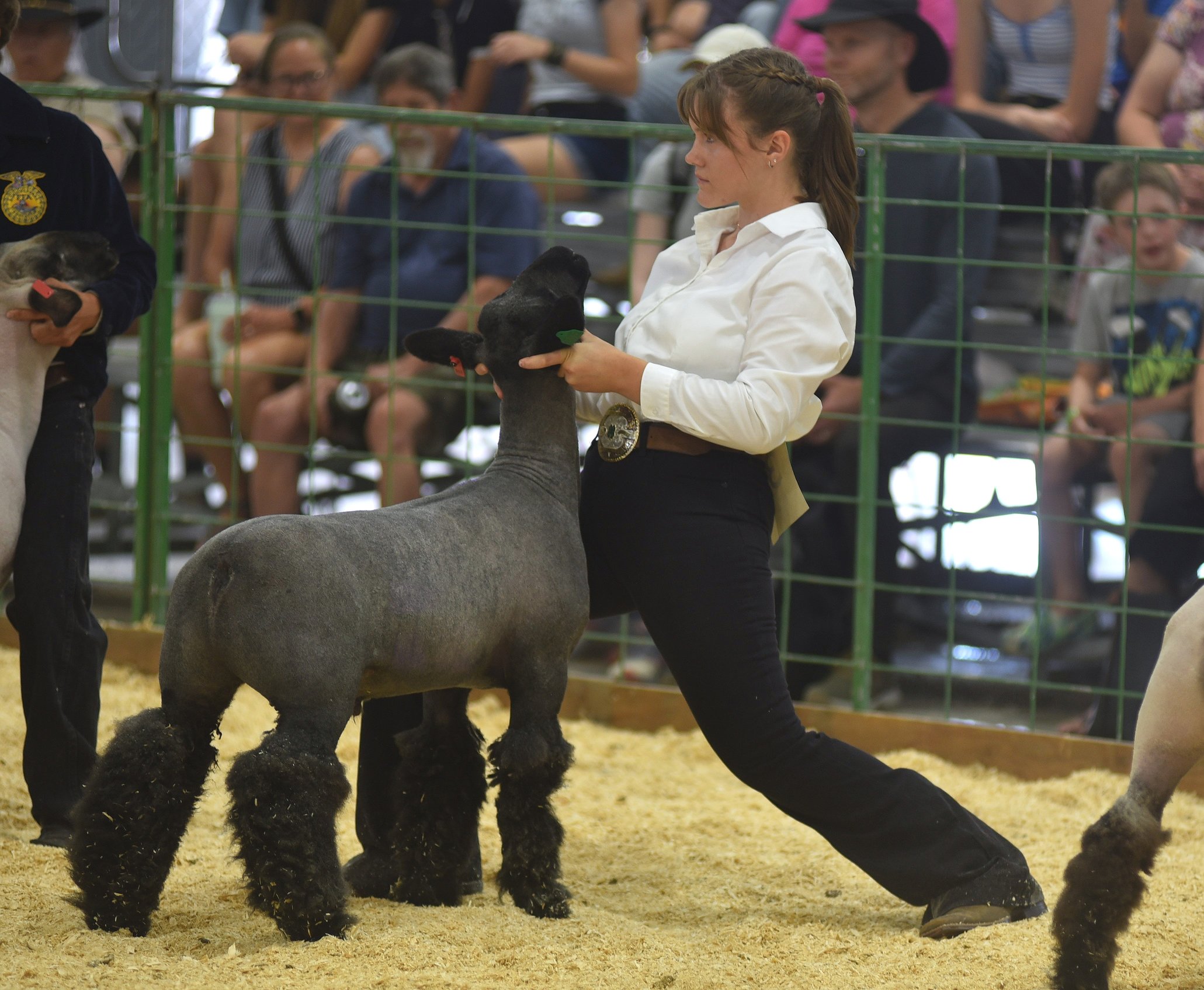 0813_fair_sheep_4.JPG.2061x1695_q85_box-