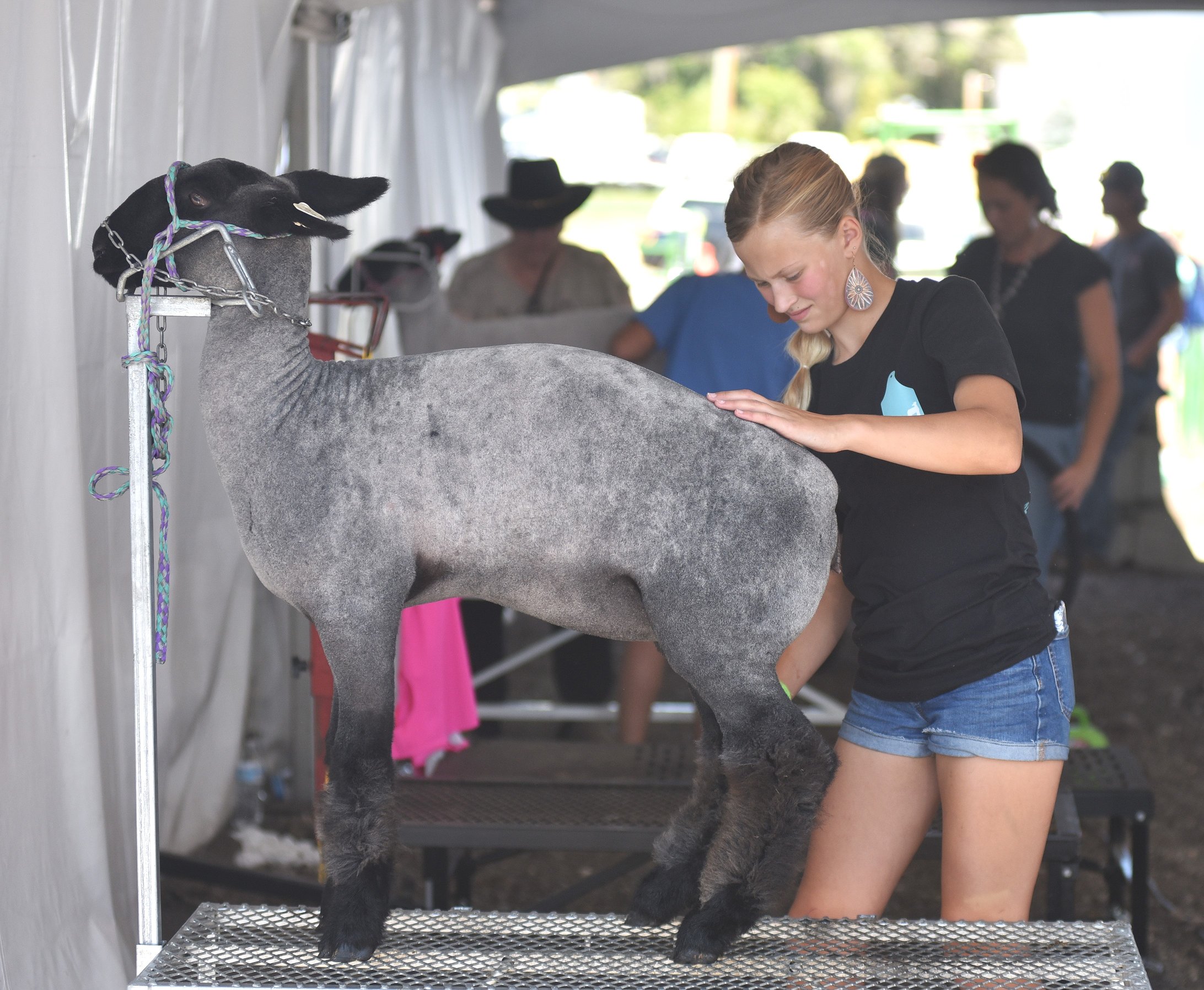 0813_fair_sheep_7.JPG.2184x1797_q85_box-