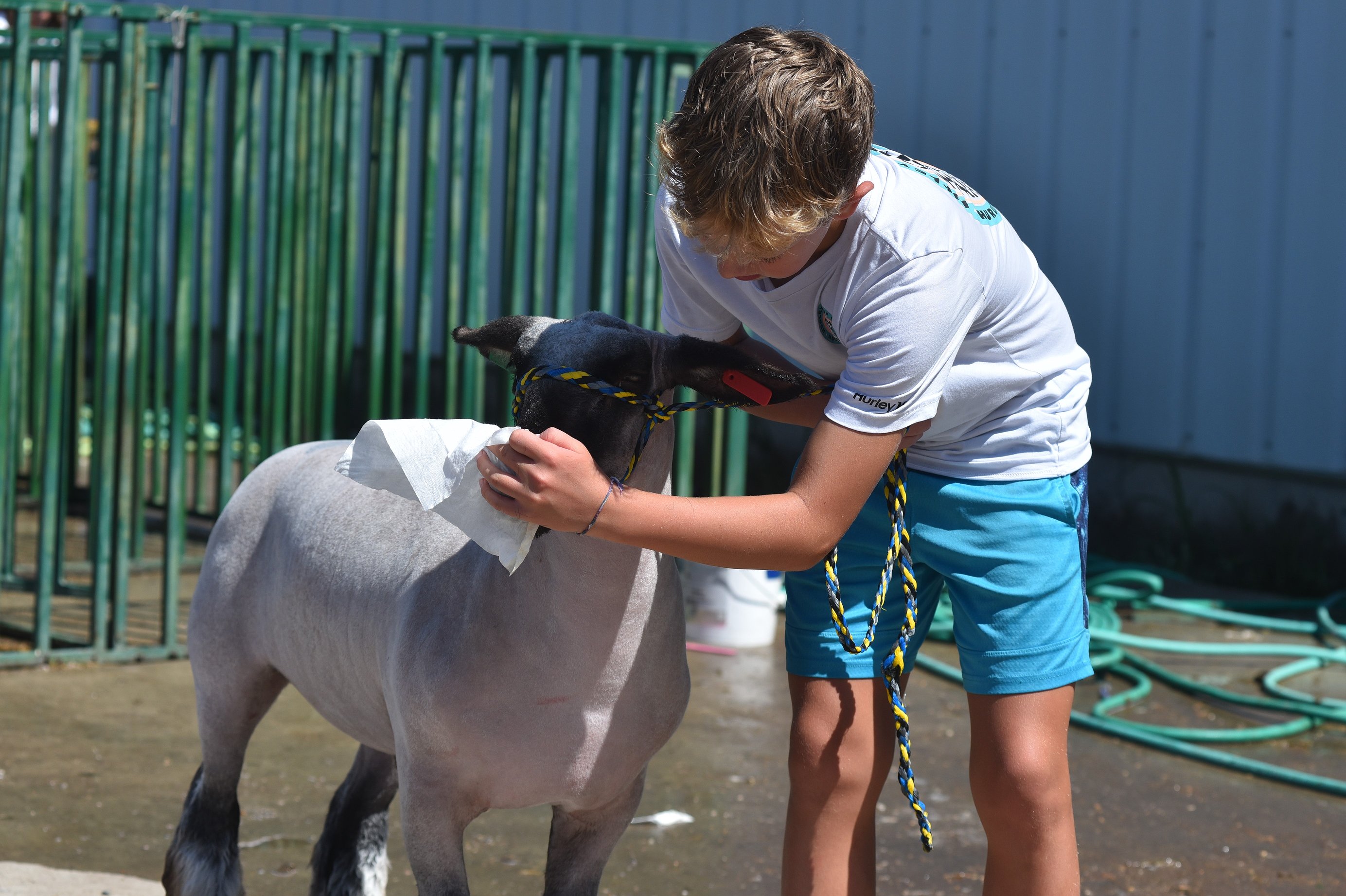 0813_fair_sheep_8.JPG.2768x1843_q85_box-