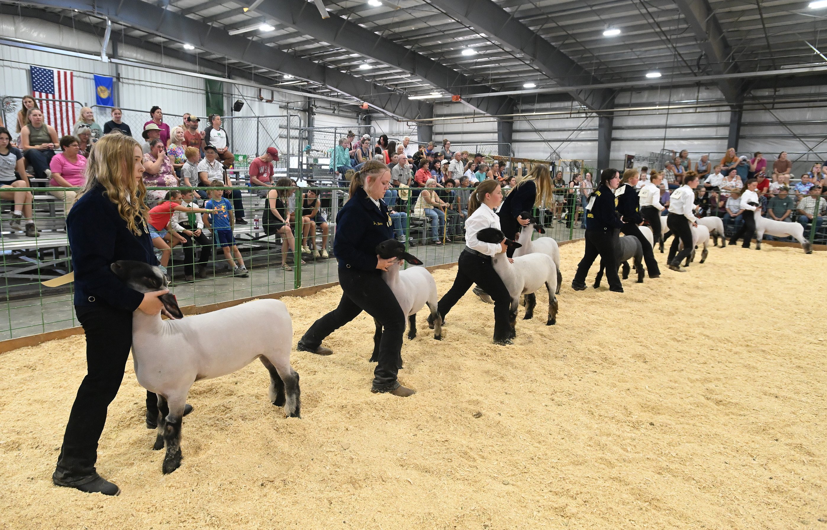 0813_fair_sheep_9.JPG.2795x1793_q85_box-