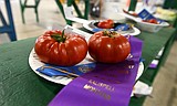 Winners bring home ribbons at Northwest Montana Fair