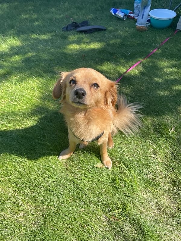 Ephrata Police Department officers located this pup outside of Columbia Ridge Elementary. If this is your dog, or you know the dog owner, contact the Multi-Agency Communications Center dispatch non-emergency line at 509-762-1160. The case number is 25EP2656.