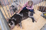 Fair celebrates ‘independence and farmers’ descendants’