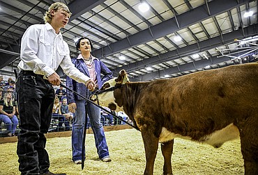 Coy Brotton shows his steer during the beef cattle showmanship competition Aug. 13 at the Trade Center at the Northwest Montana Fair and Rodeo. (Seth Anderson/Hungry Horse News)