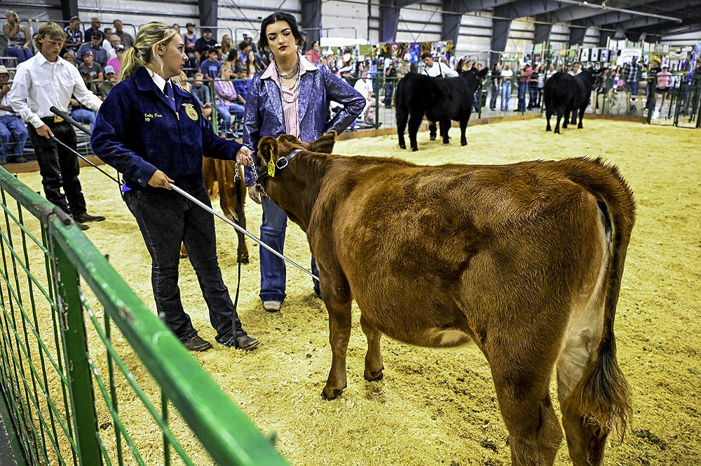 0814_Fair_Cattle_Showcase_7.jpg.1000x666