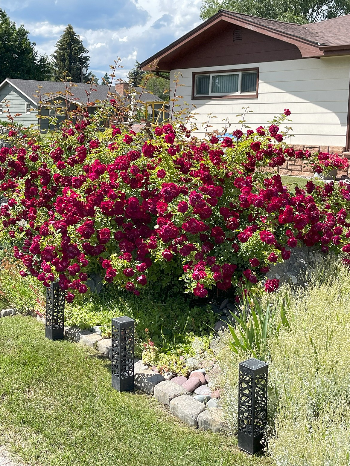 The roses in bloom earlier this year. (Shannon Bachman photo)