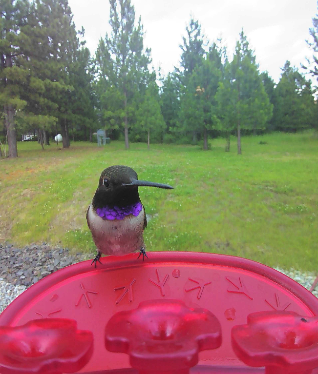This black-chinned hummingbird with a striking purple band on its chest has been caught on camera visiting a feeder in Hayden.