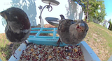 Feeders with motion capture make for quite the delight